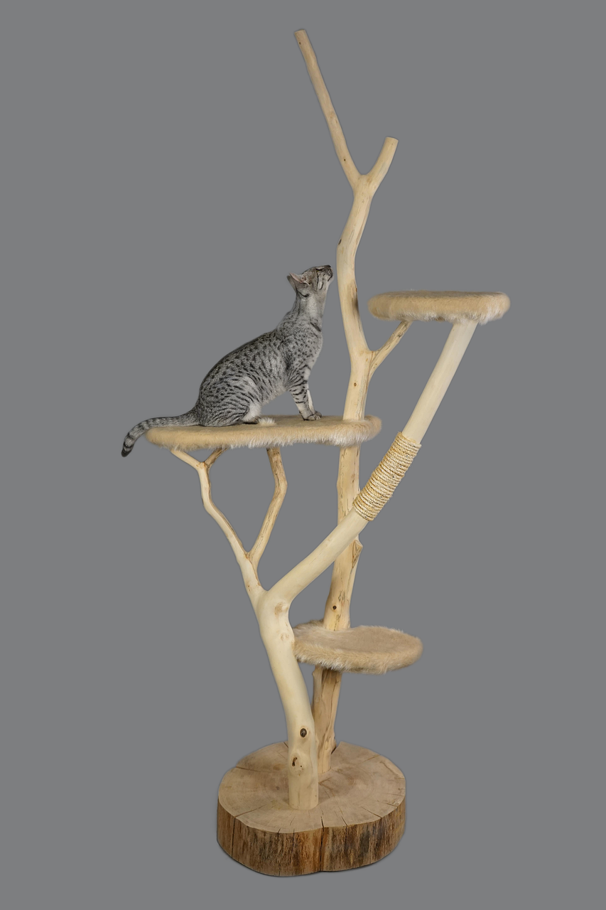 cat furniture, cat, scratching post-2026488.jpg